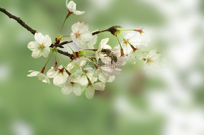 春季櫻花風(fēng)景圖片素材_免費(fèi)下載_psd圖片格式_VRF高清圖片401029704